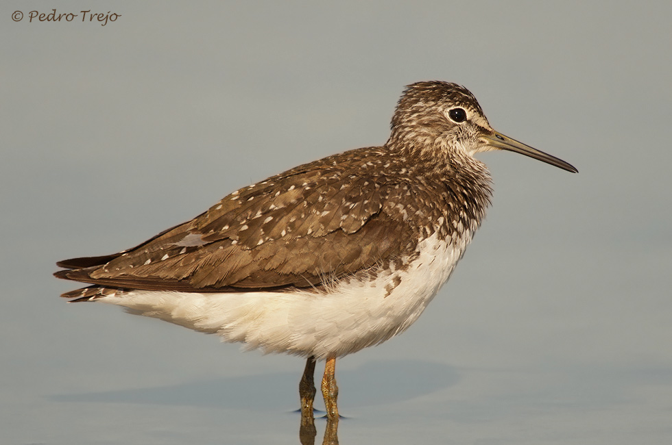 Anadarrios grande (Tringa ochropus)